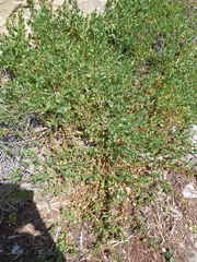 Patellifolia procumbens