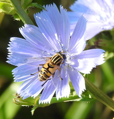 Helophilus latifrons