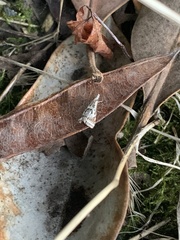 Microcrambus elegans