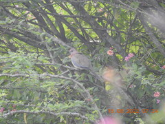 Streptopelia senegalensis