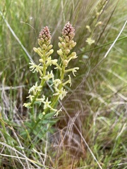 Stackhousia monogyna