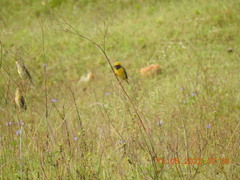 Ploceus philippinus