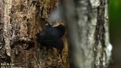 Fungi