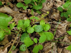 Pyrola elliptica