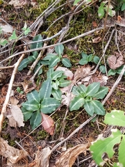 Goodyera oblongifolia