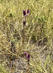 Eryngium leavenworthii