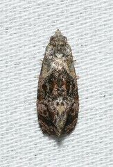 Cochylichroa