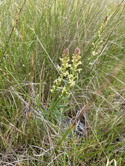 Stackhousia monogyna