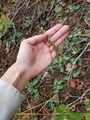 Goodyera oblongifolia