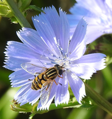 Helophilus latifrons