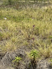 Eryngium leavenworthii