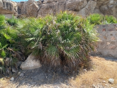 Chamaerops humilis