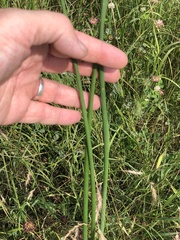 Schoenoplectus acutus