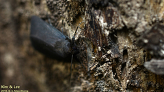 Fungi