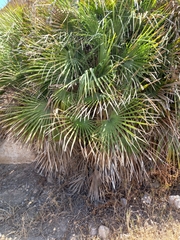 Chamaerops humilis