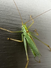 Meconema thalassinum