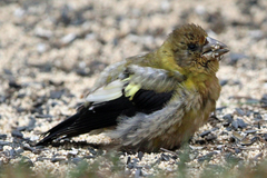 Coccothraustes vespertinus