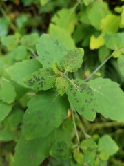 Mycosphaerella impatientis