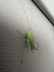 Meconema thalassinum