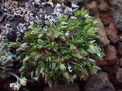 Caryophyllaceae