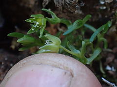 Caryophyllaceae