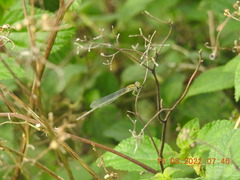 Pseudagrion decorum