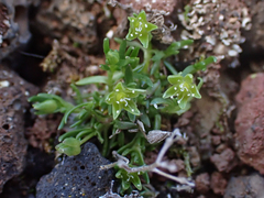 Caryophyllaceae