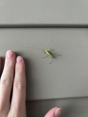 Meconema thalassinum