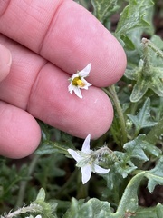 Solanum triflorum