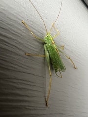 Meconema thalassinum