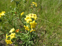 Lithospermum cobrense