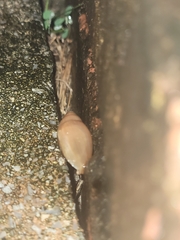 Euglandina rosea