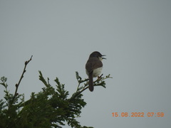 Prinia hodgsonii