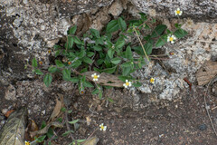 Tridax procumbens