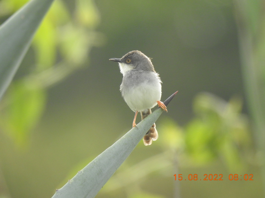 Gray-breasted Prinia