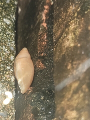 Euglandina rosea