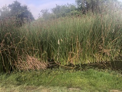 Schoenoplectus californicus