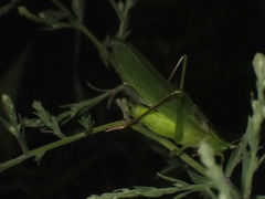 Neoconocephalus nebrascensis