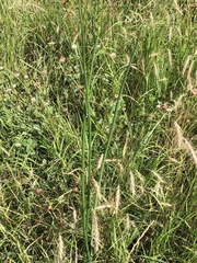 Schoenoplectus acutus