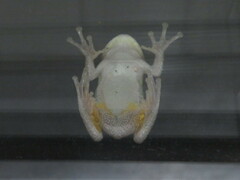 Hyla