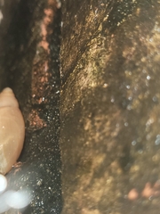 Euglandina rosea