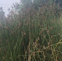 Schoenoplectus californicus