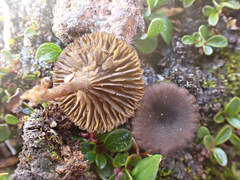 Deconica montana