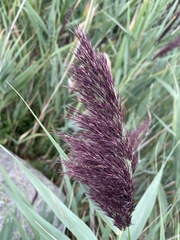 Phragmites australis australis
