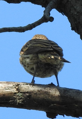 Haemorhous mexicanus