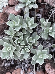 Antennaria