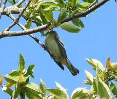 Setophaga castanea