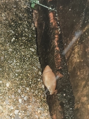 Euglandina rosea