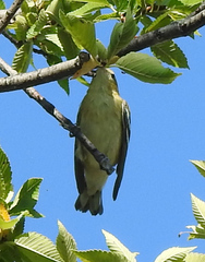 Setophaga castanea