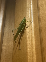 Neoconocephalus retusus